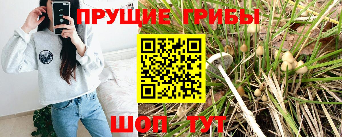 Псилоцибиновые грибы Psilocybe Лысьва